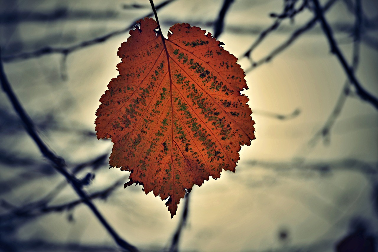 letter  tree  branches free photo