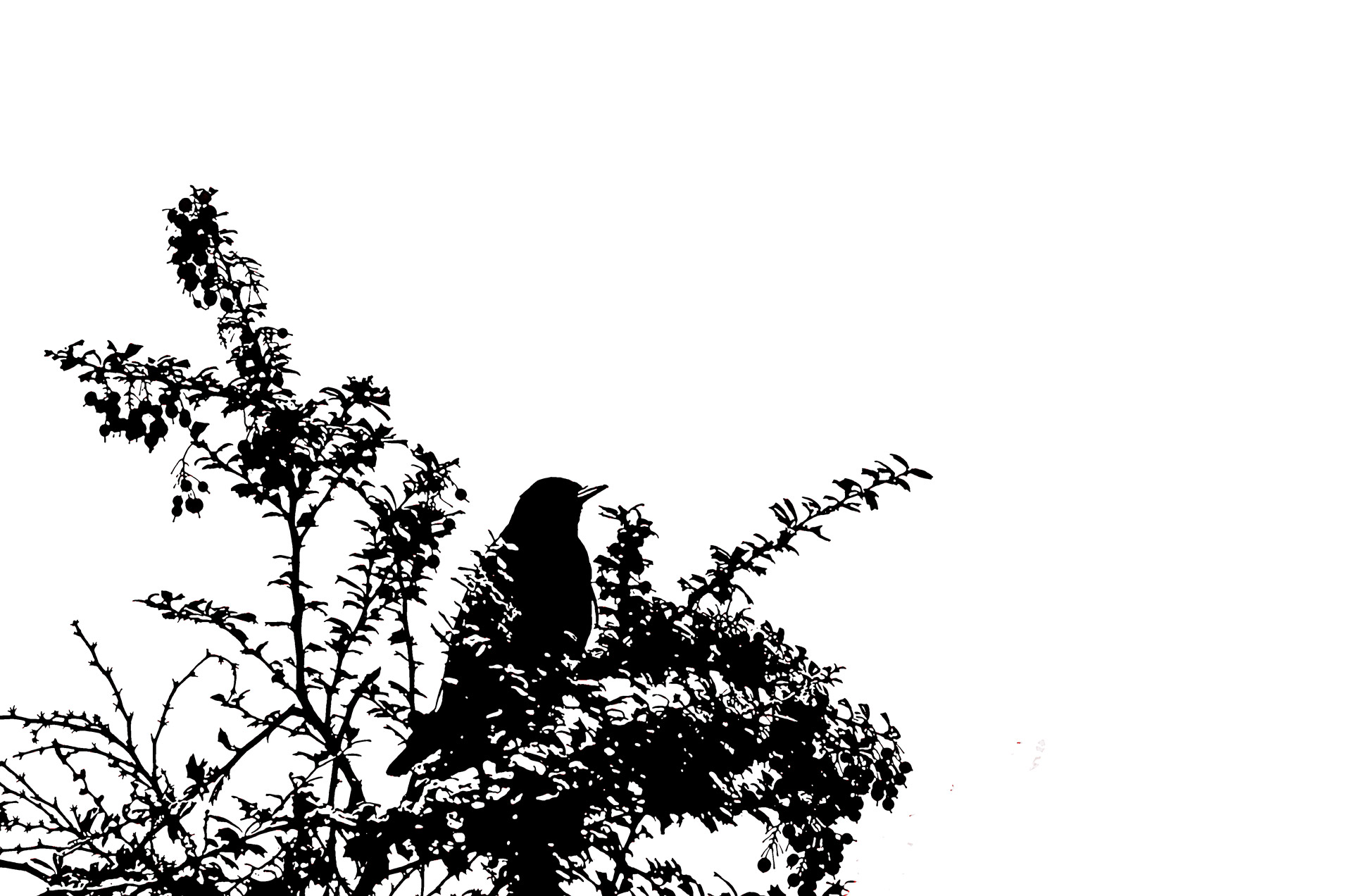 letter-paper silhouette bird free photo