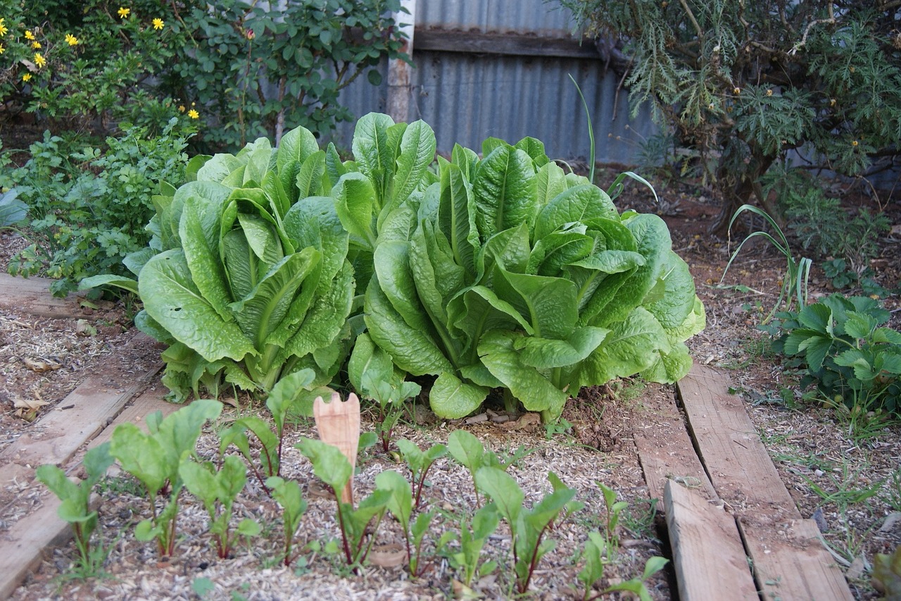 lettuce vegetable garden beetroot free photo