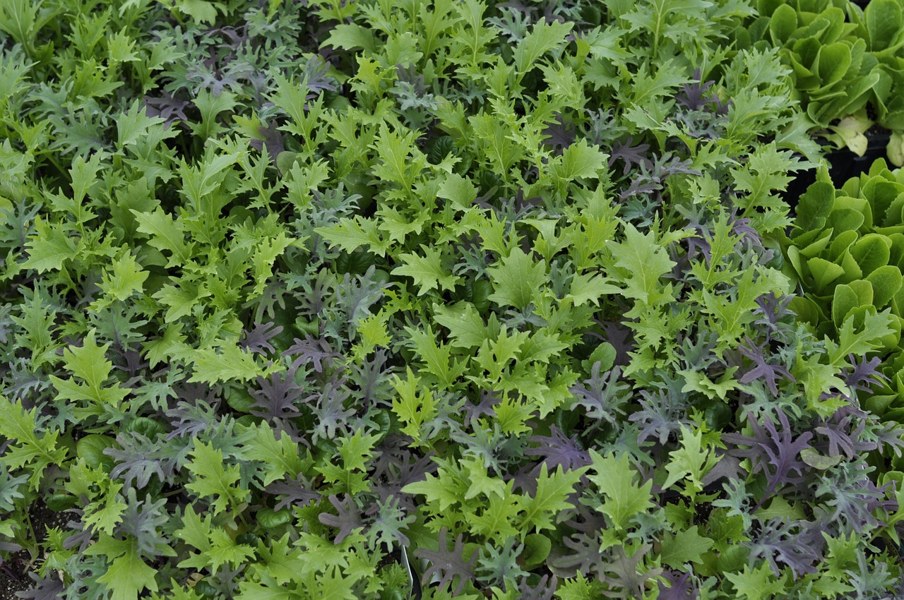 lettuce greenhouse salad free photo