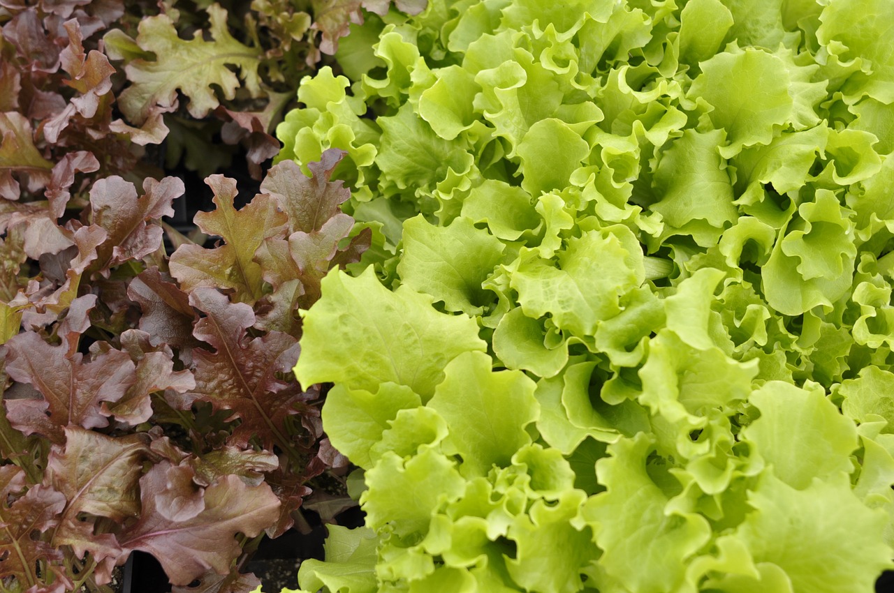 lettuce greenhouse salad free photo