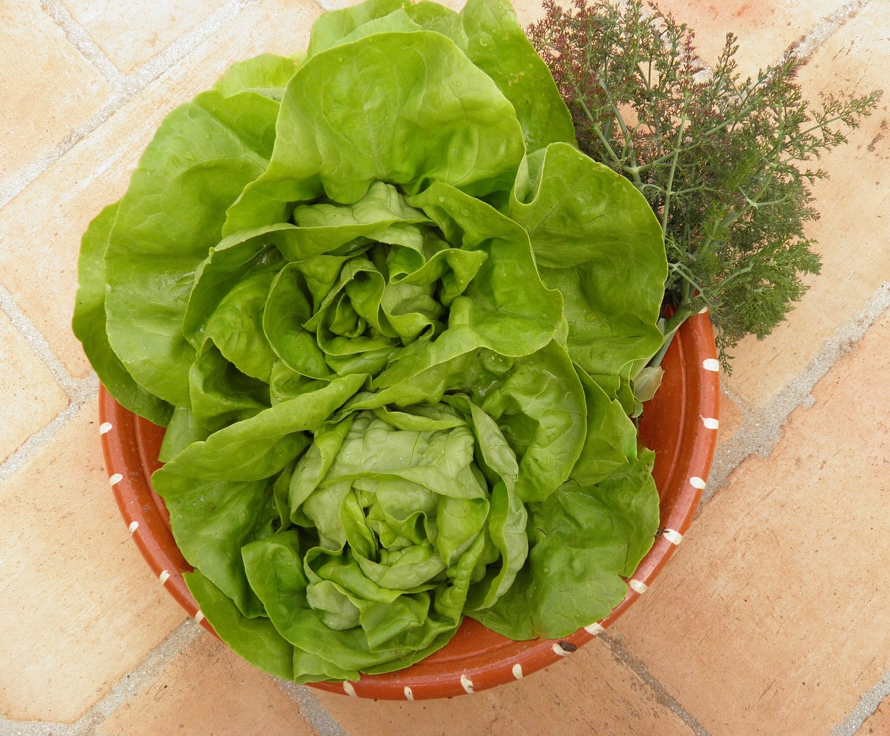 lettuce fresh vegetables organic free photo