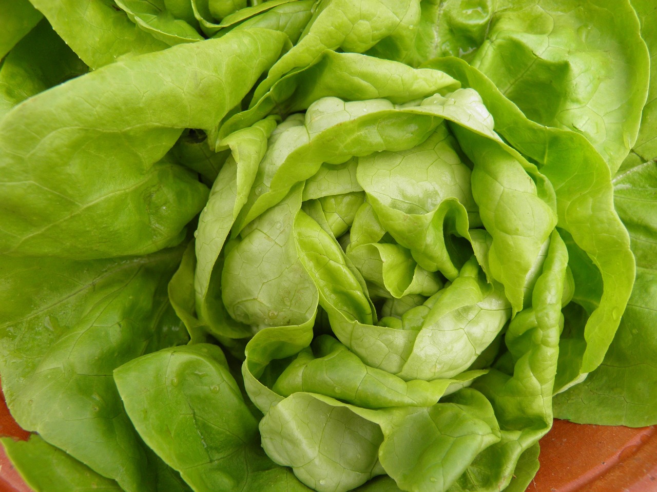 lettuce green heart free photo