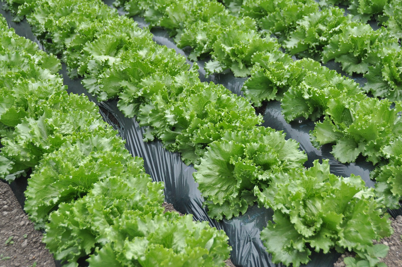 lettuce lettuce field free pictures free photo