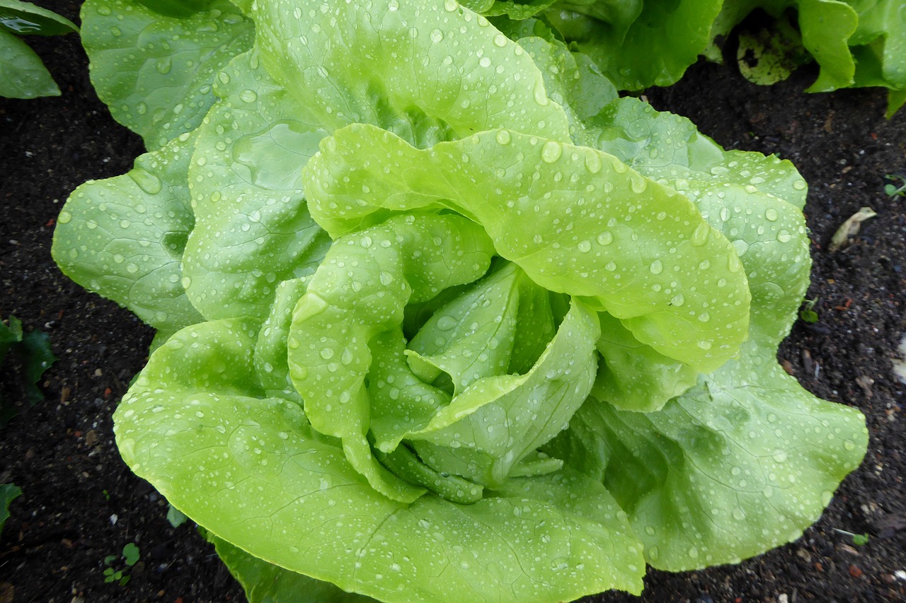 lettuce salad leaf lettuce free photo