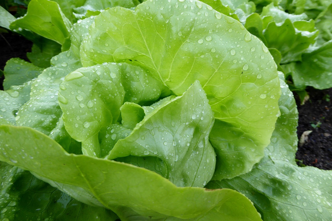lettuce salad leaf lettuce free photo