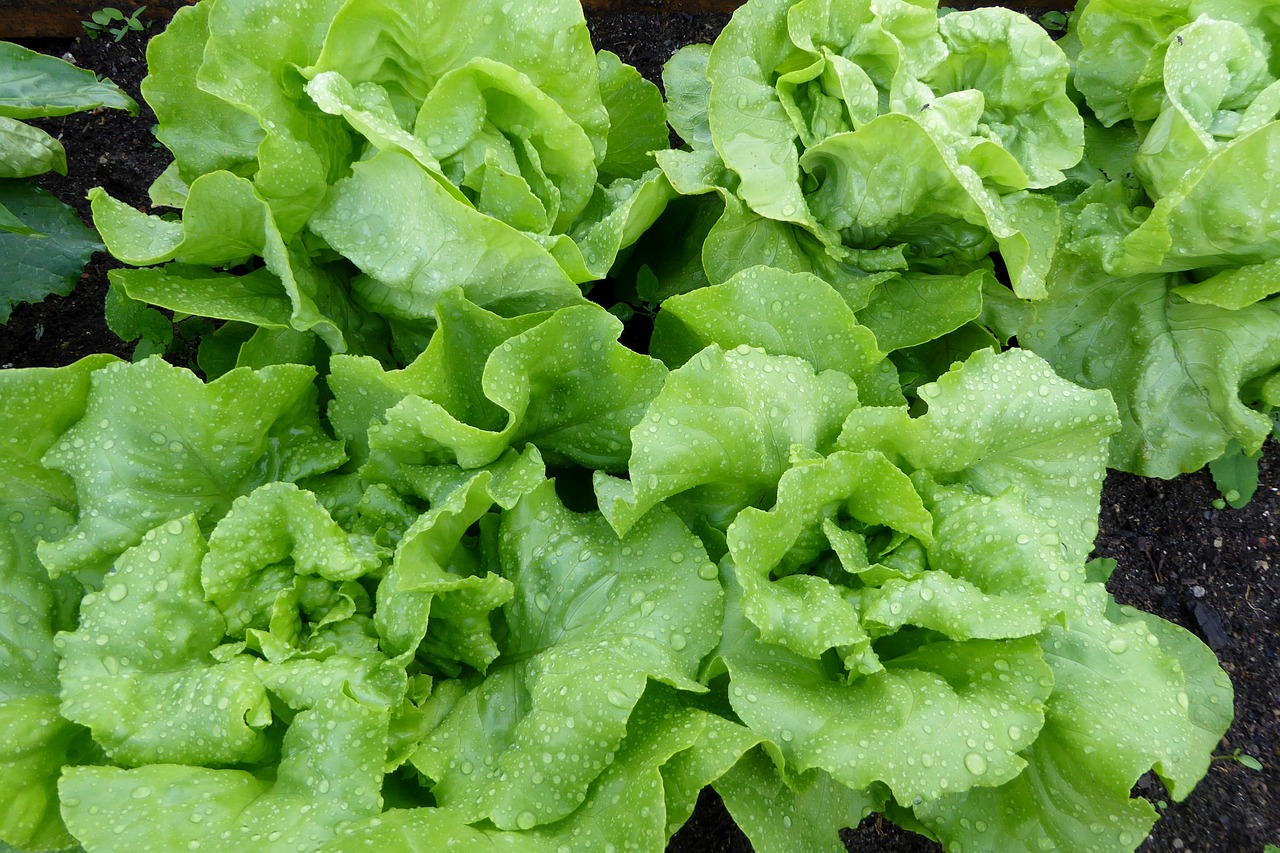 lettuce salad leaf lettuce free photo