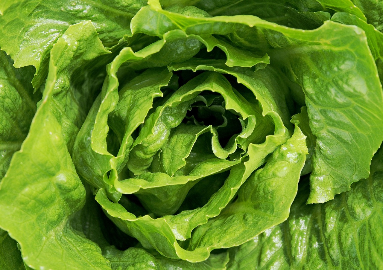 lettuce salad leaves free photo