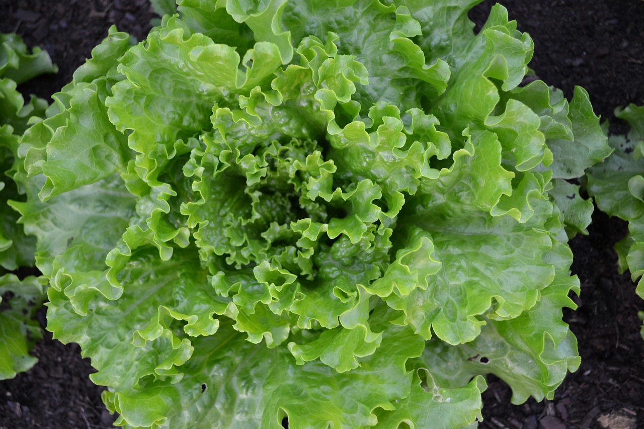 lettuce batavia green salad free photo