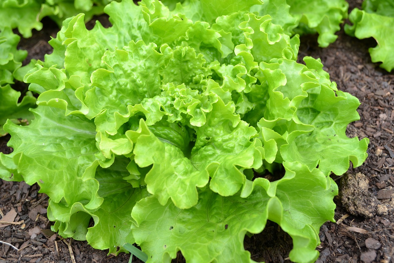 lettuce batavia green salad free photo