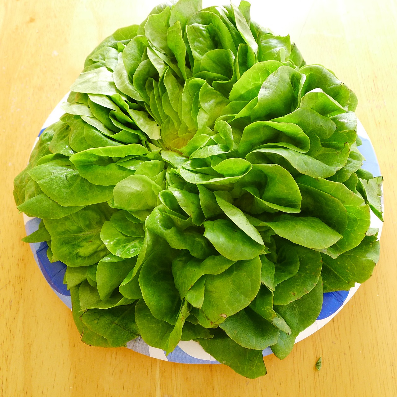 lettuce organic butter lettuce free photo