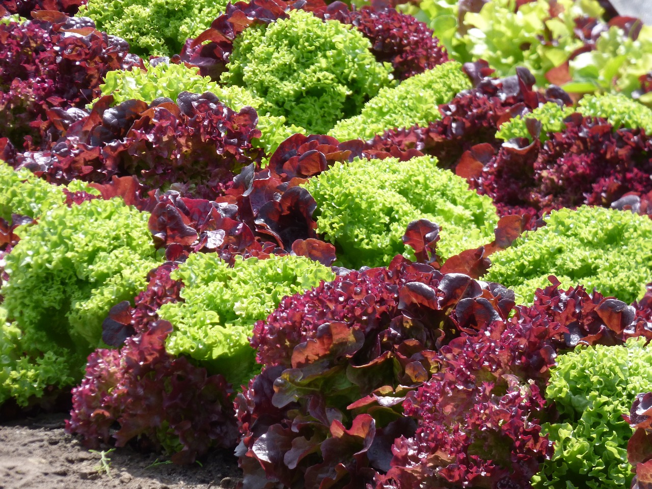 lettuce red lettuce green lettuce free photo