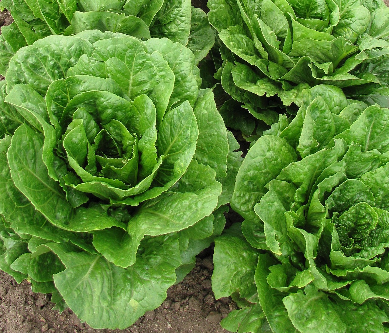 lettuce fresh harvest free photo