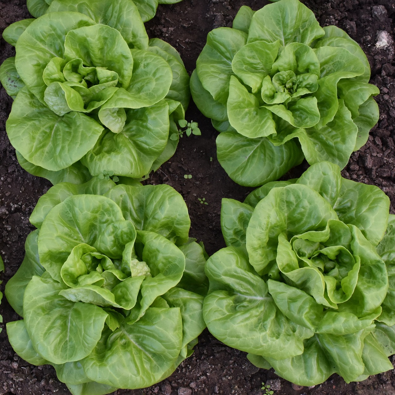 lettuce vegetable green free photo