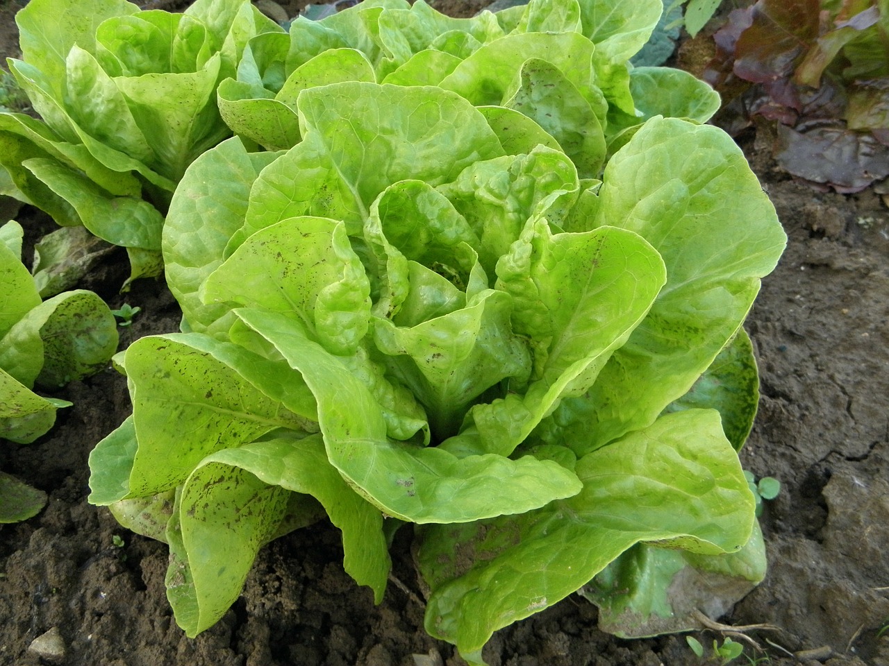 lettuce vegetables food free photo