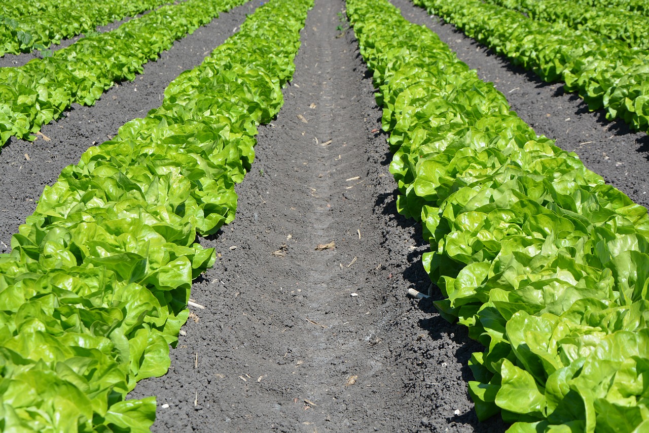 lettuce row agriculture free photo
