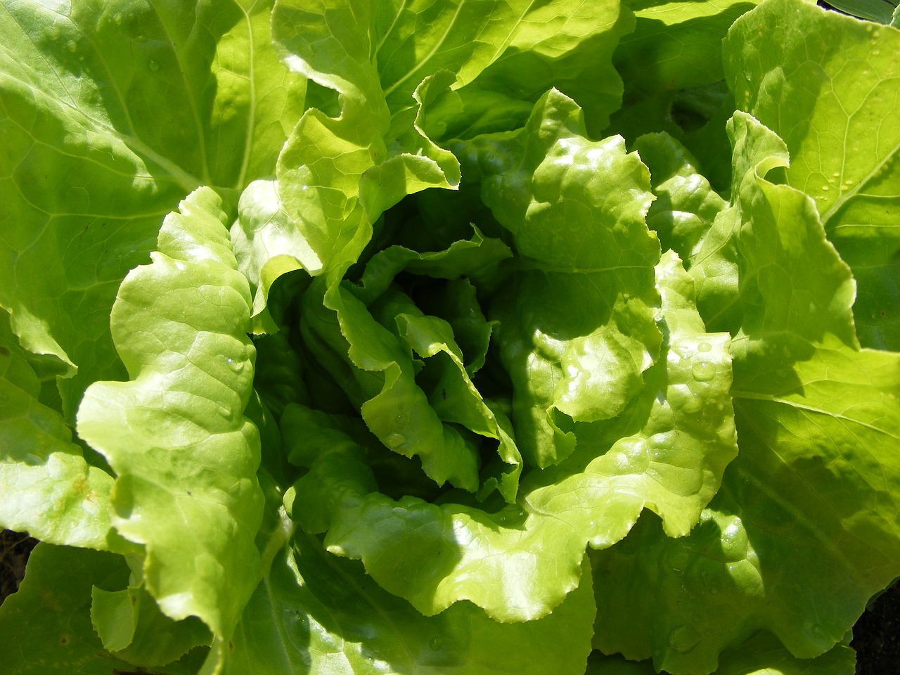 lettuce vegetables healthy free photo