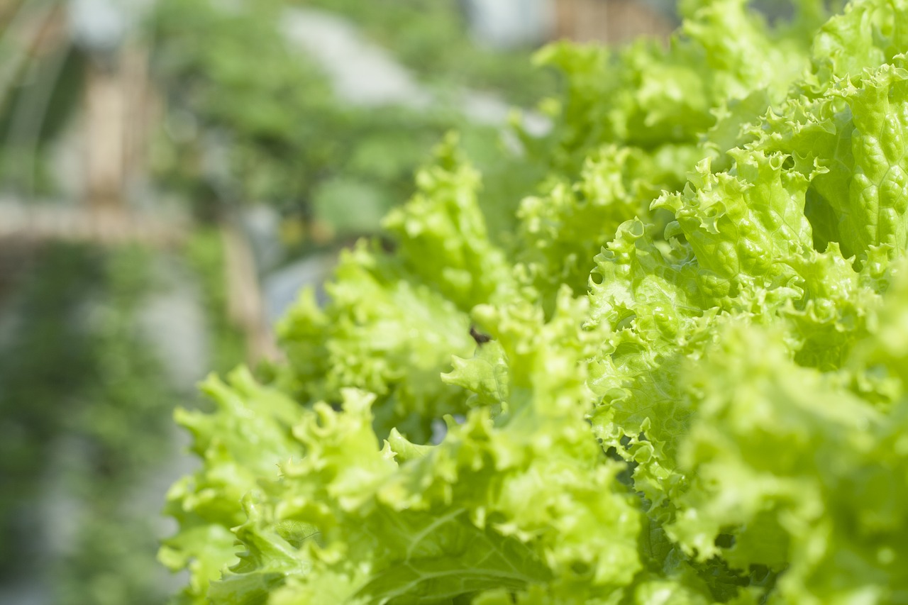 lettuce green organic free photo
