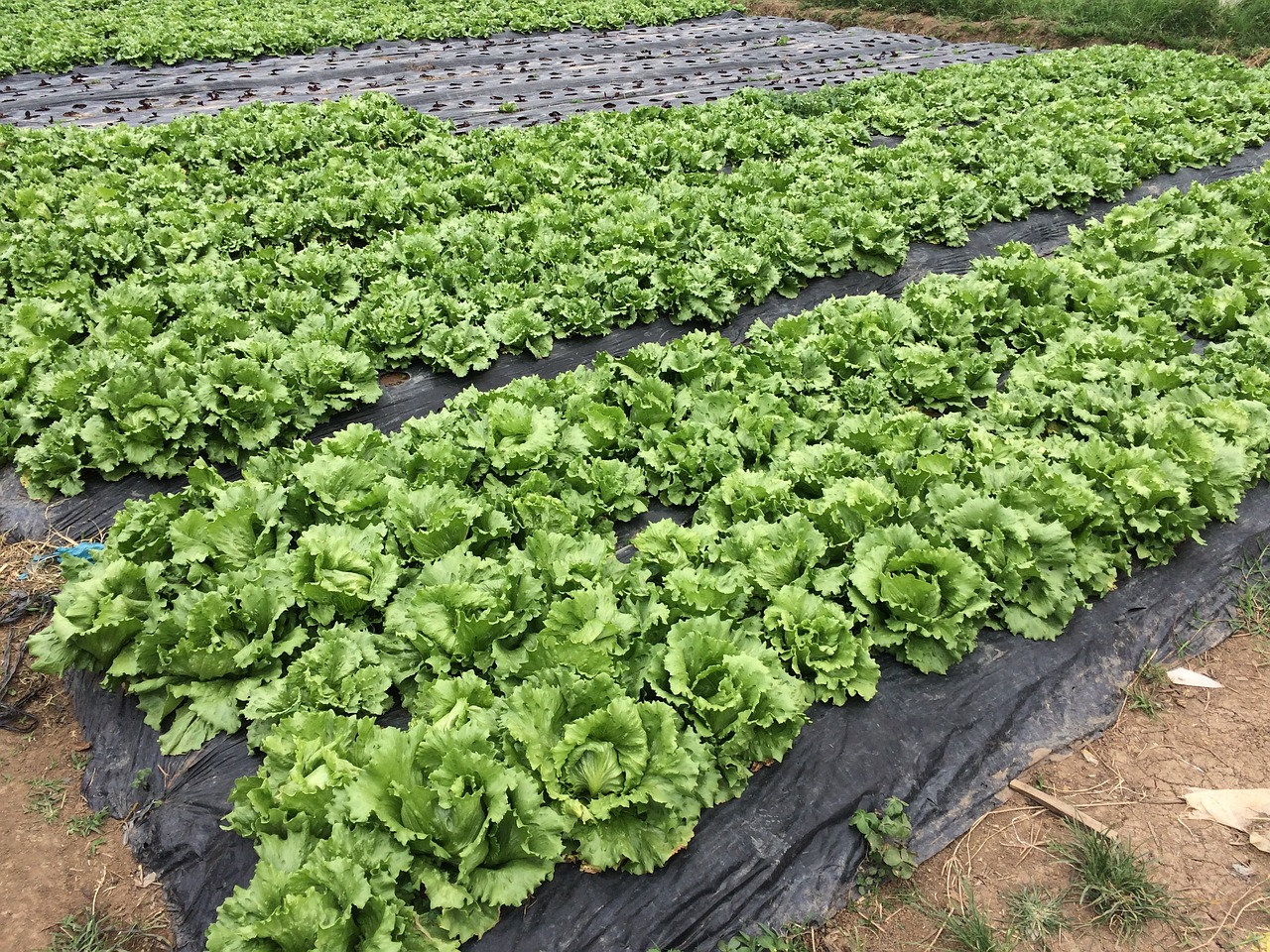 lettuce cabbage farm