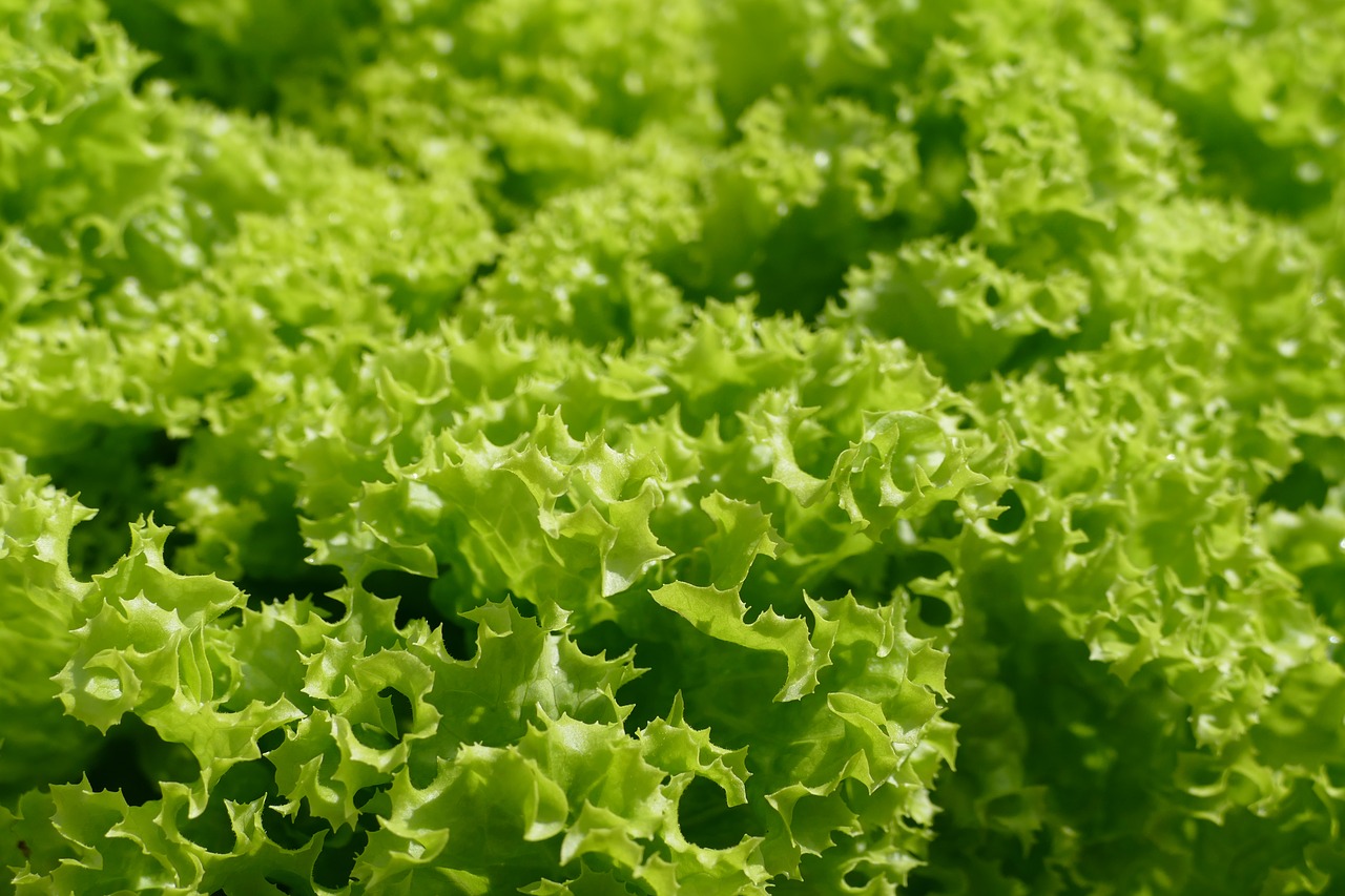 Салат латук что это такое. Латук lettuce. Салатные листья латук. Салат латук (латук посевной). Салат Лолло Бьондо.
