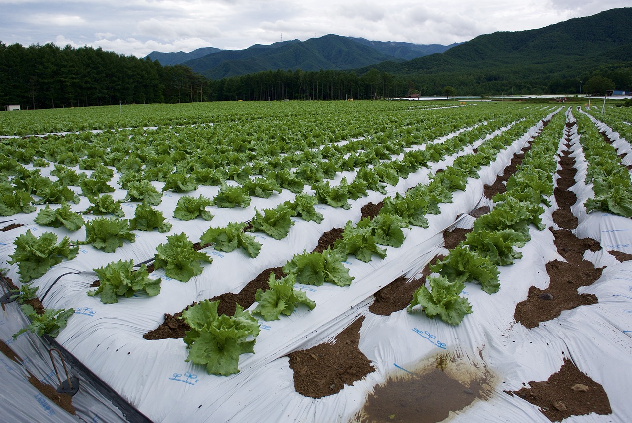 lettuce field village free photo