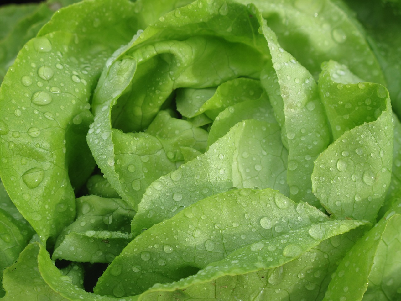 lettuce salad vegetables free photo