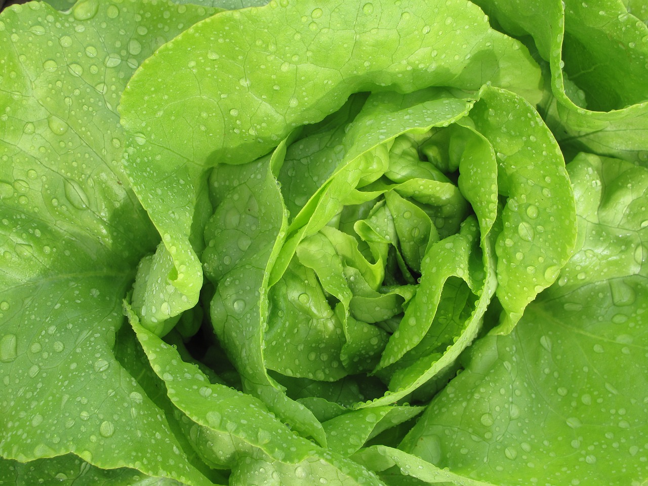 lettuce salad vegetables free photo
