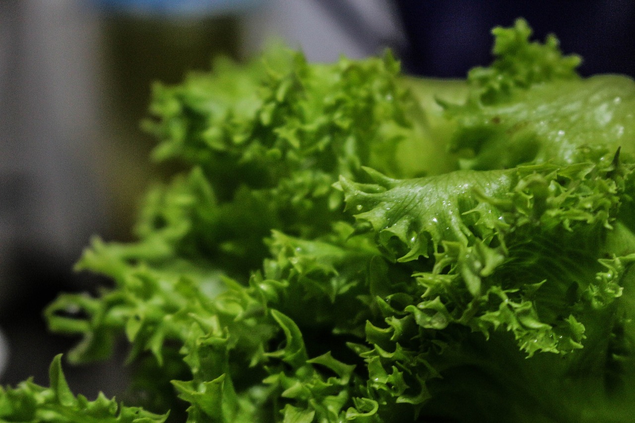lettuce verdura food free photo