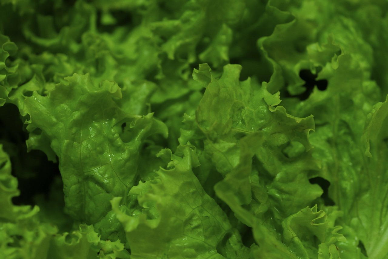 lettuce vegetable vegetables free photo