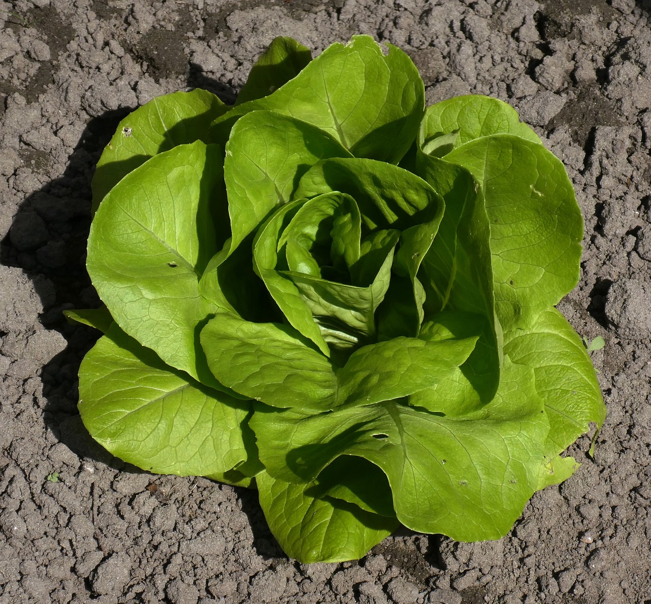 lettuce  young plant  sheet free photo