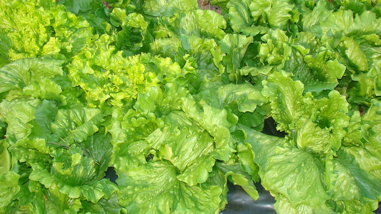 lettuce food horta free photo