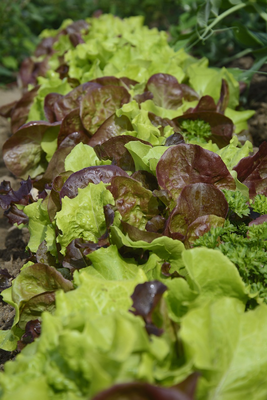 lettuce  salad  eat free photo