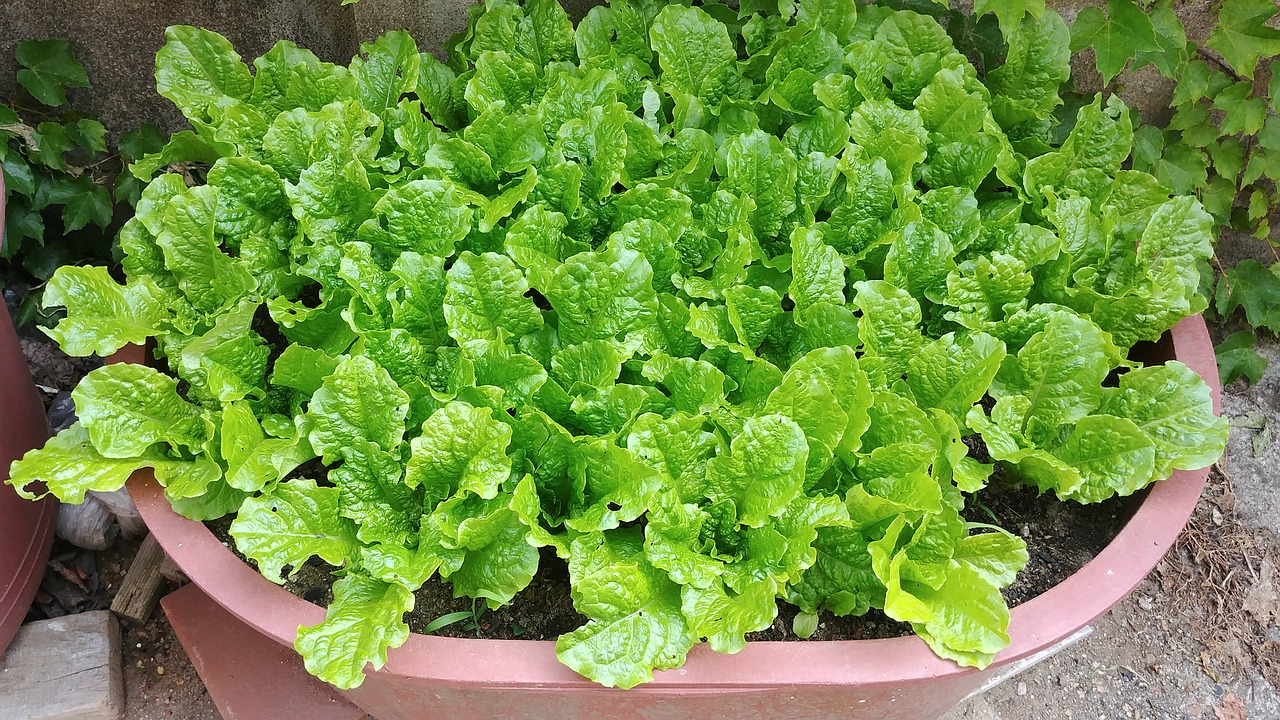 lettuce  vegetables  vegetable free photo