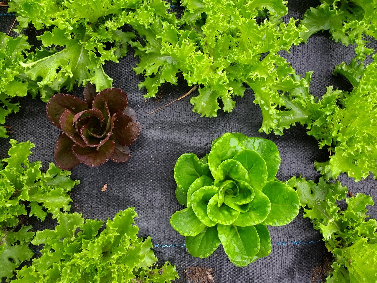 lettuce  gardening  garden free photo