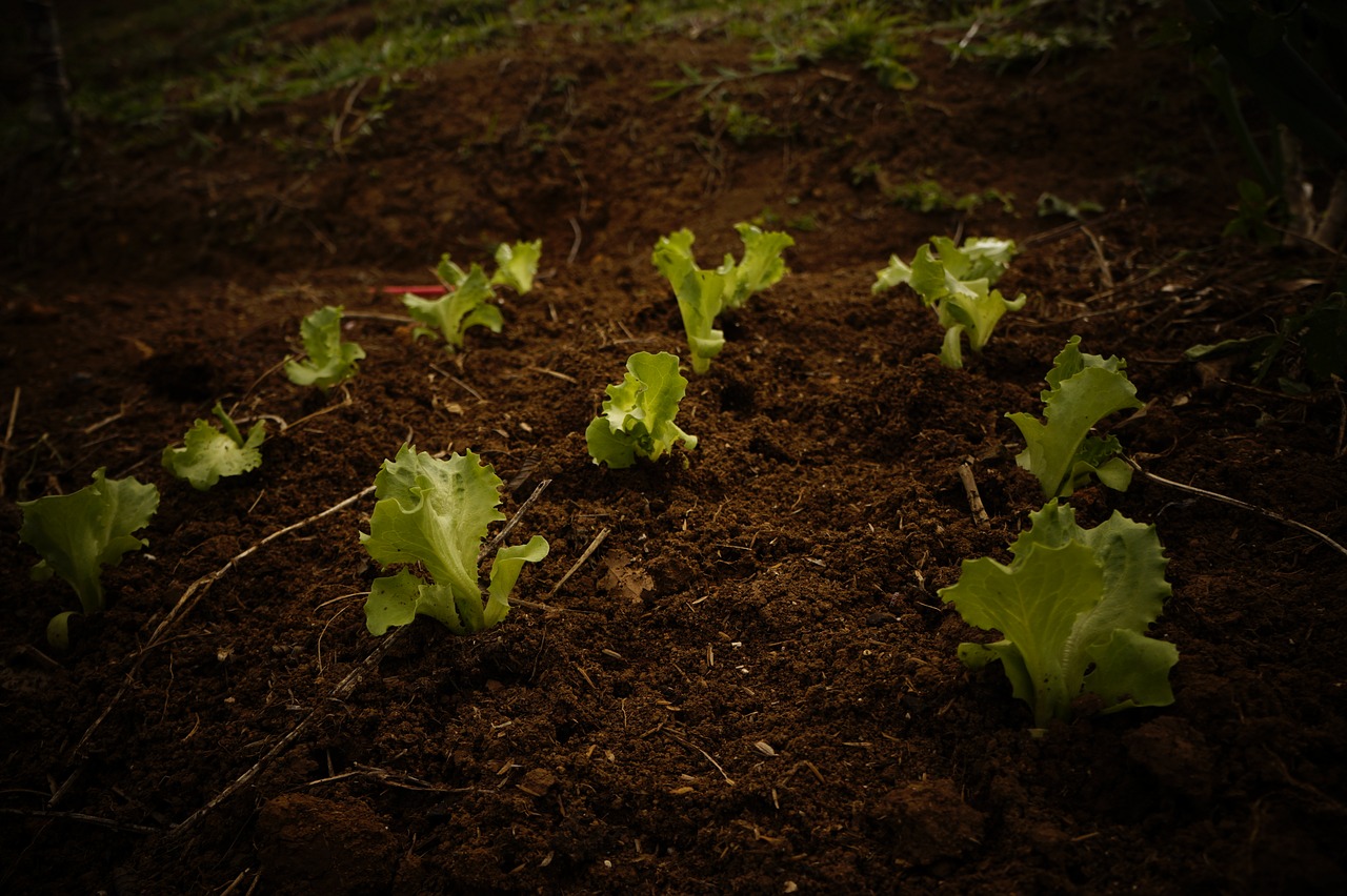 lettuce  green  leaves free photo