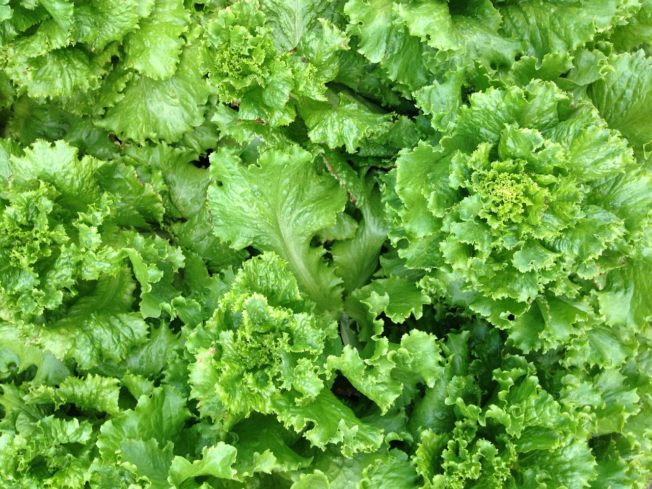 lettuce salad farm free photo