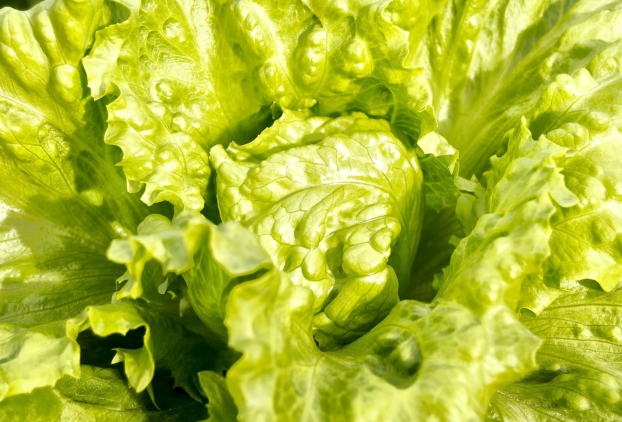 lettuce  green leaves  vegetables free photo