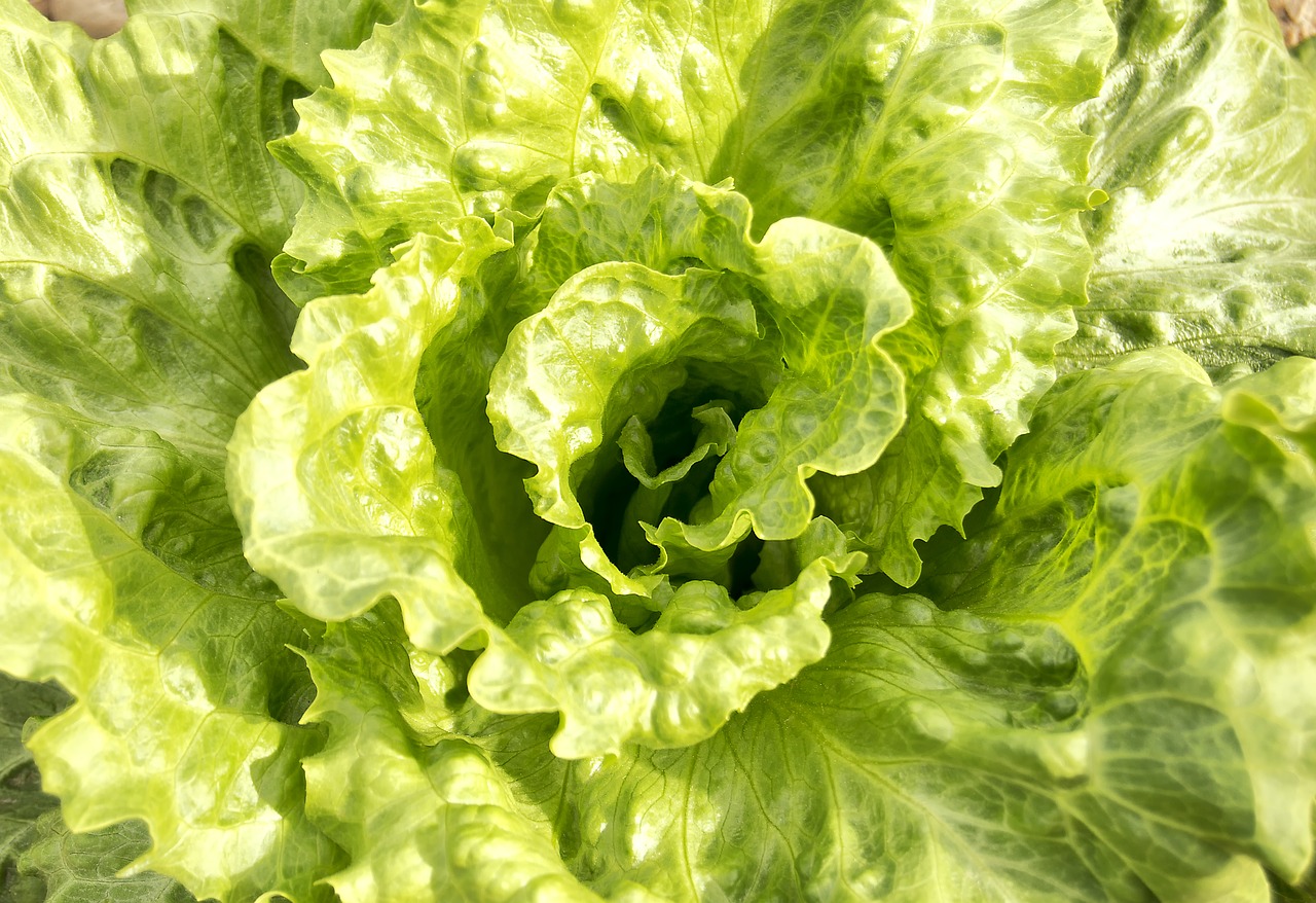 lettuce  green leaves  vegetables free photo