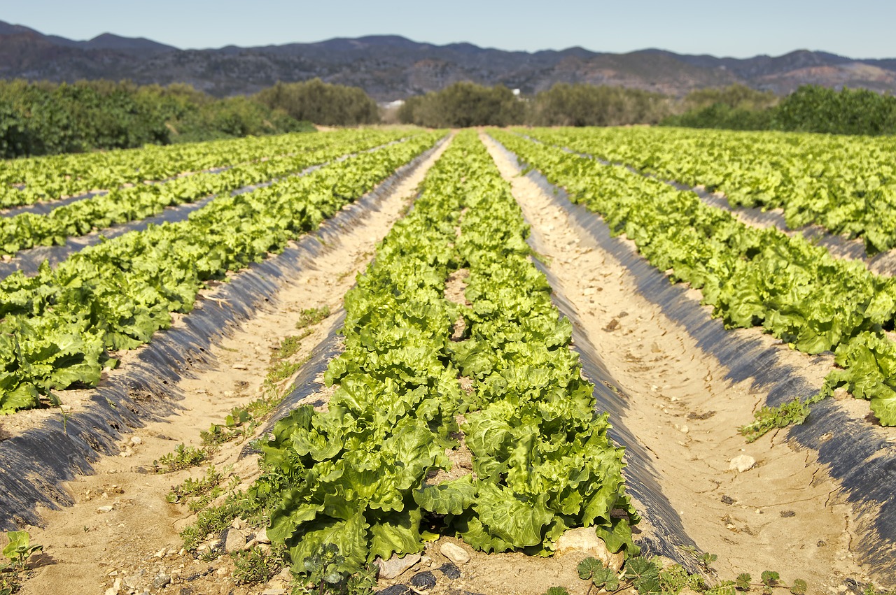 lettuce  plantation  cultivation free photo