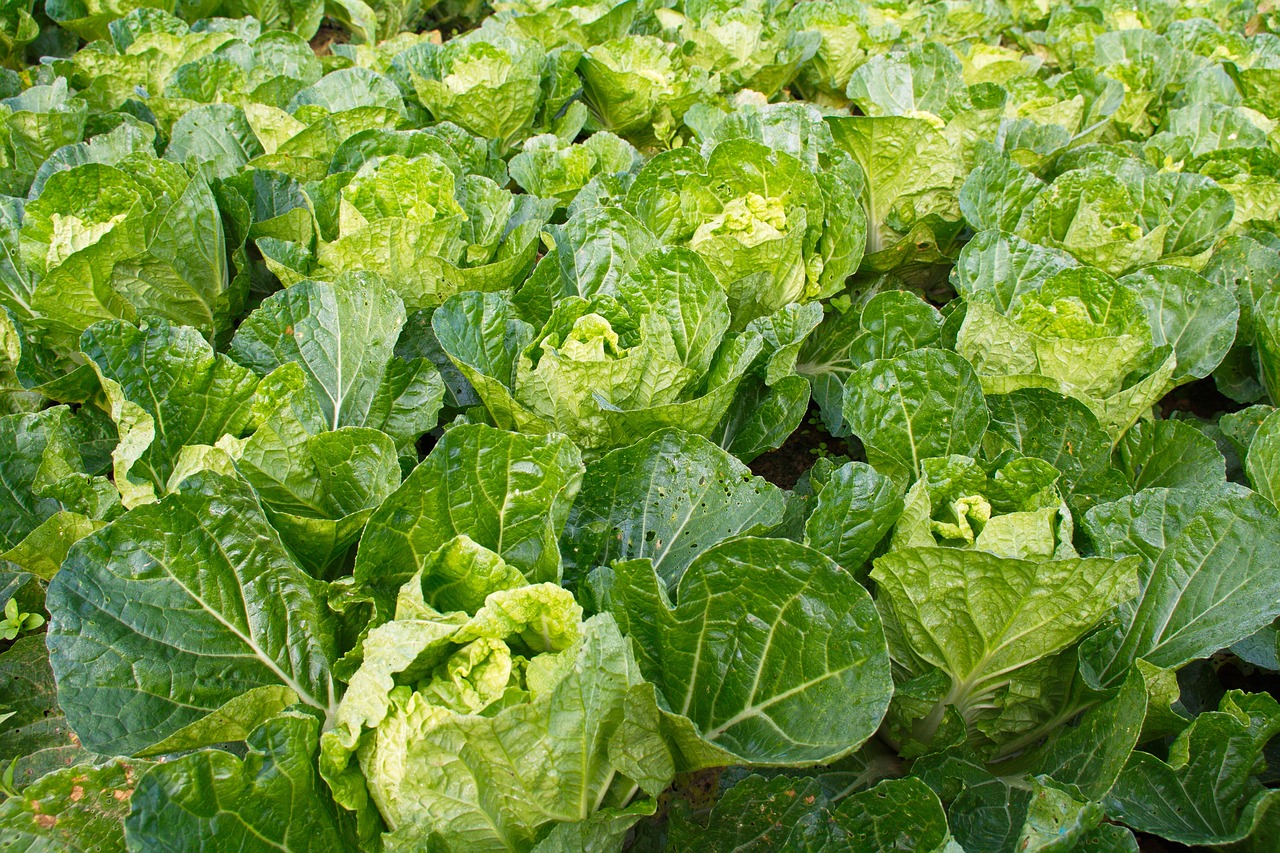 lettuce  vegetable  farm free photo