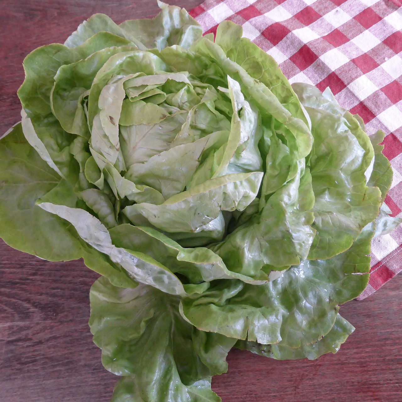 lettuce green bio free photo