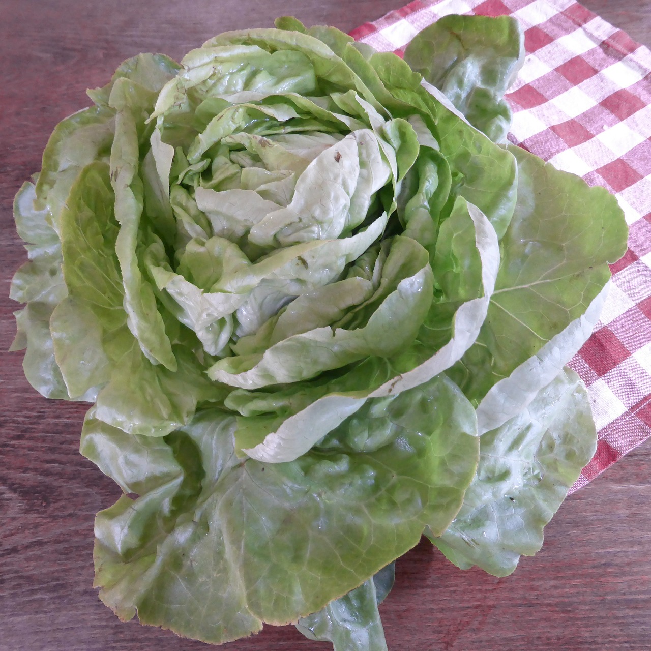 lettuce green bio free photo