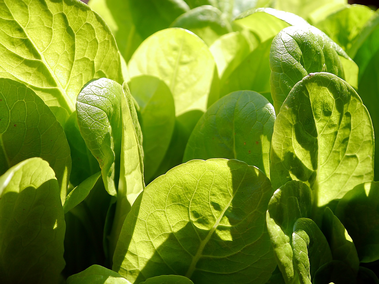 lettuce salad leaves free photo