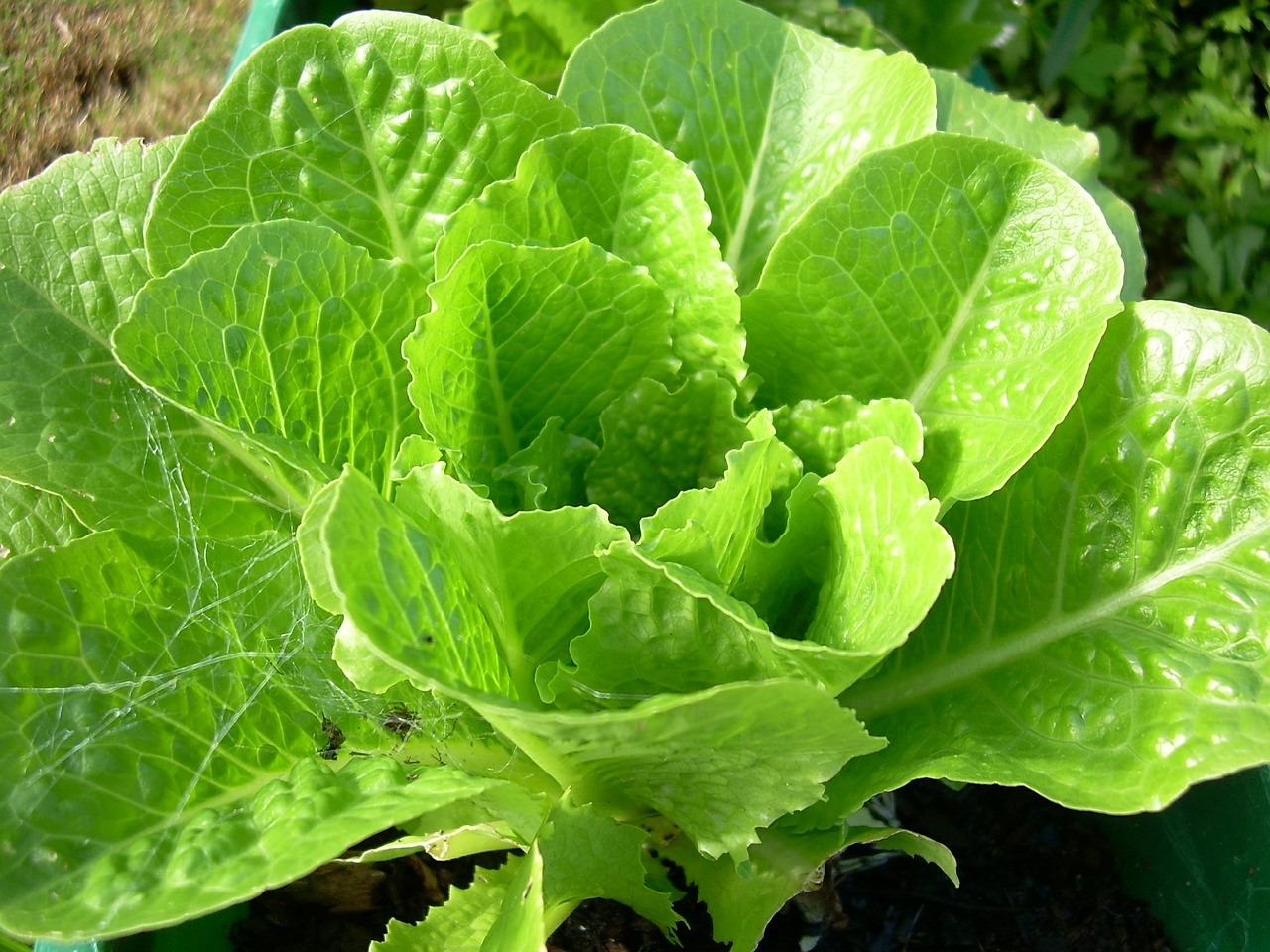 lettuce food natural free photo