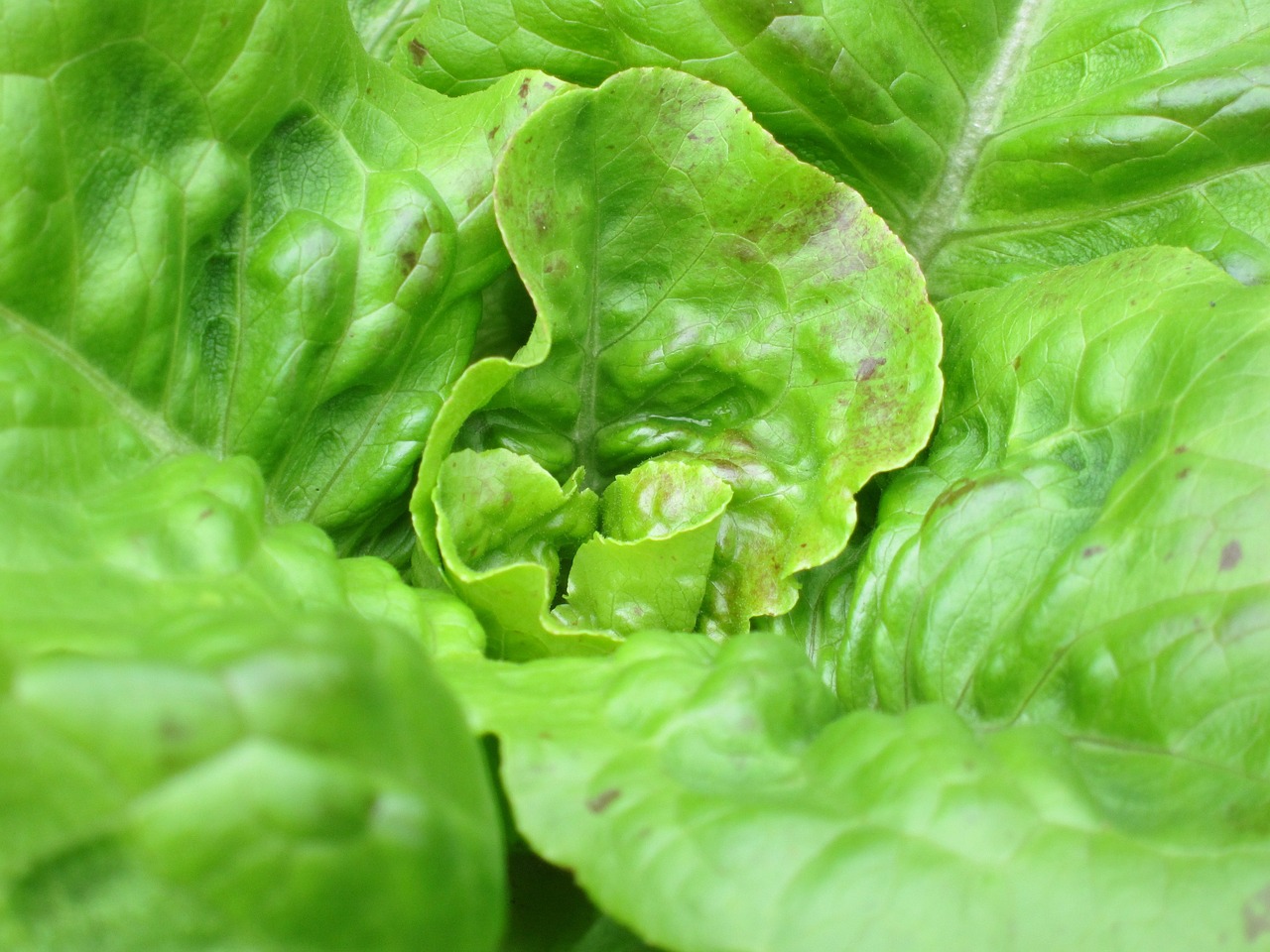 lettuce plant green free photo