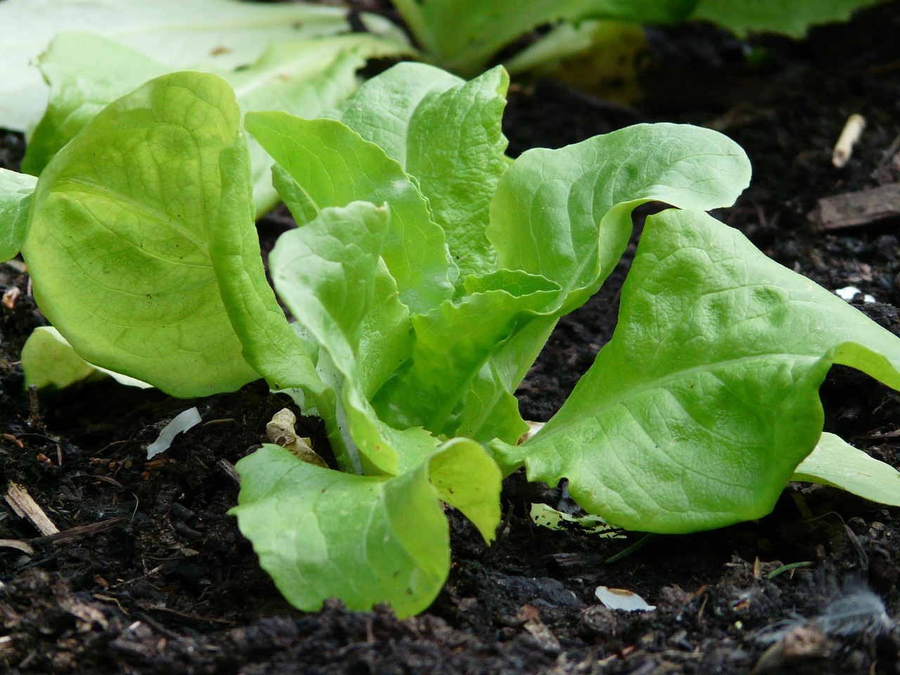 lettuce salad lactuca sativa free photo