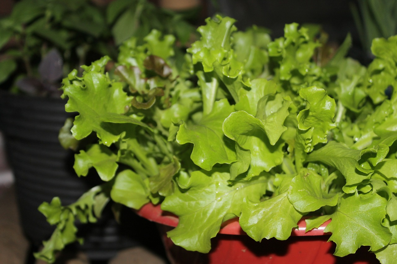 lettuce salad vegetable free photo