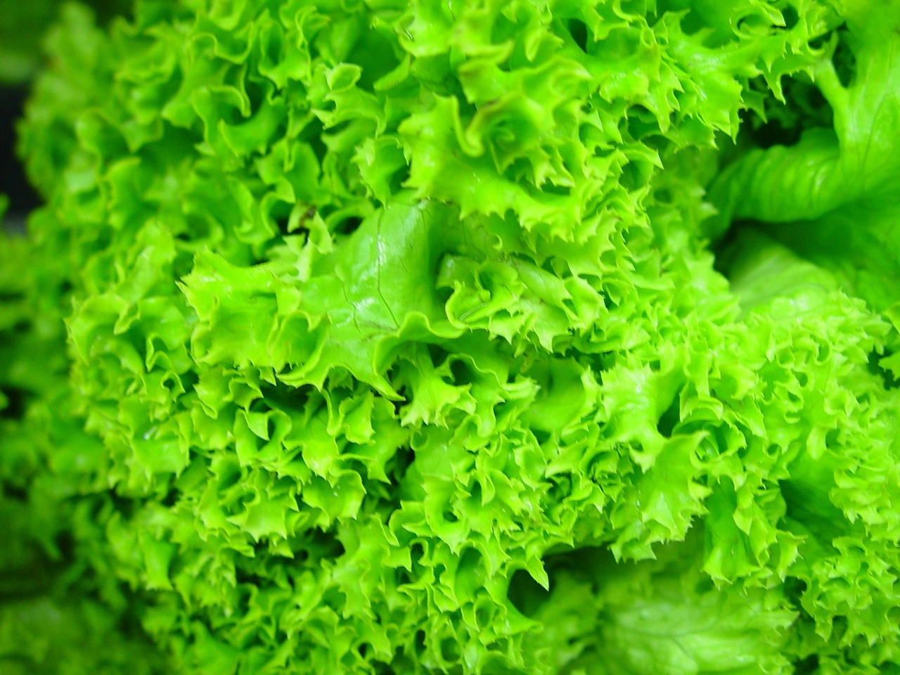 lettuce fresh hydroponic free photo