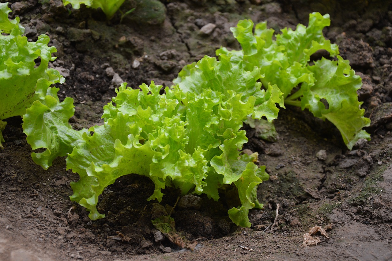 lettuce farm organic free photo