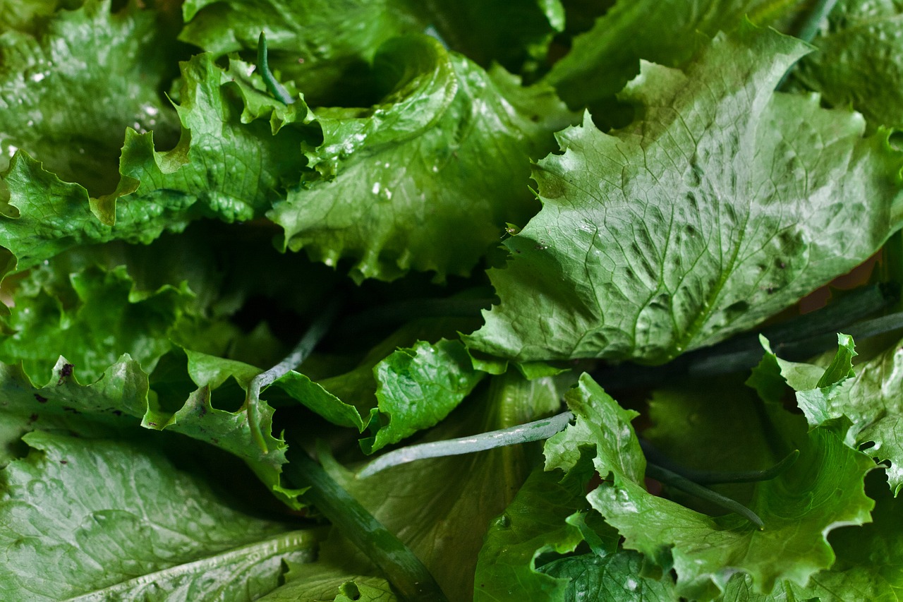 lettuce salad cos free photo